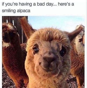 Meet your Posher, Lynn